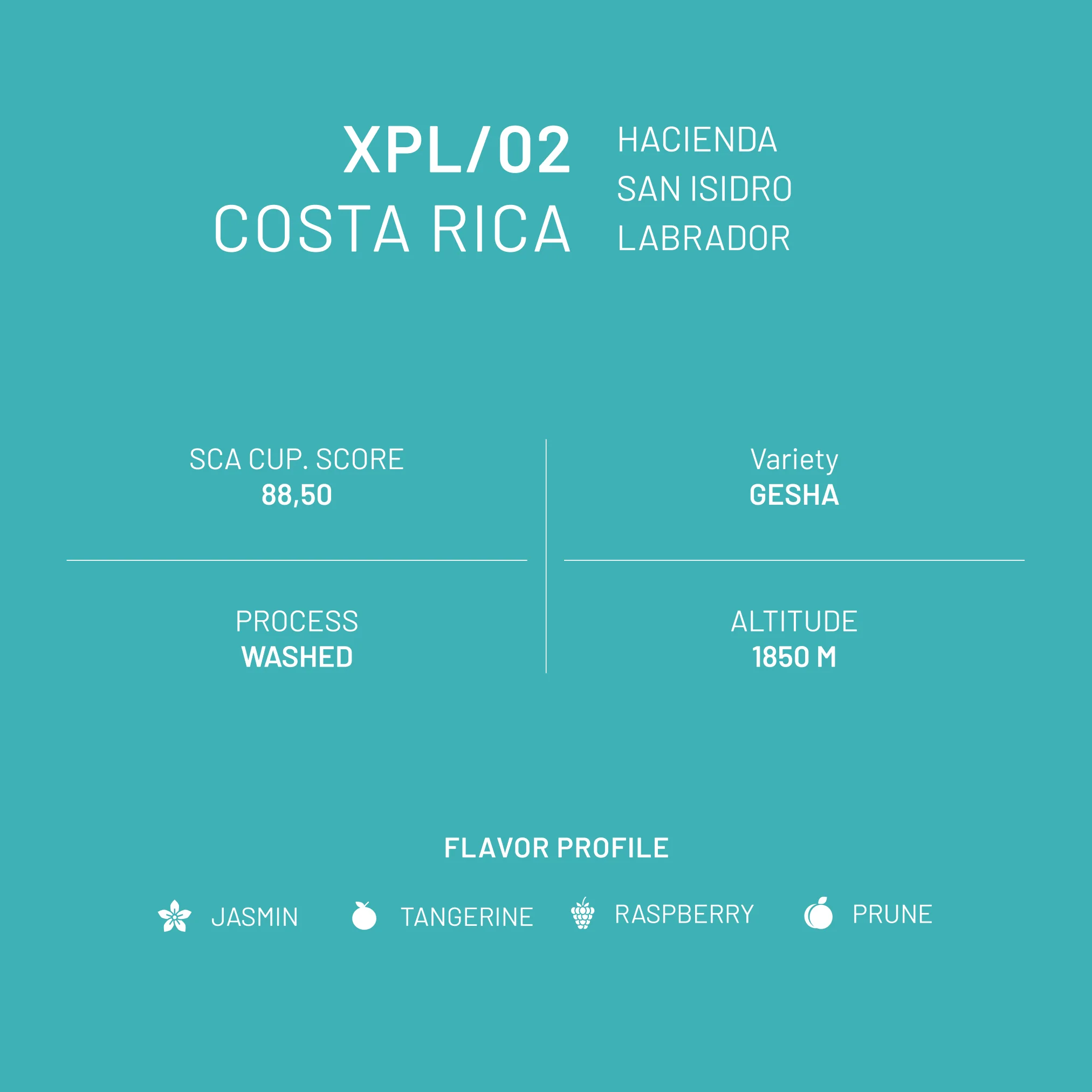 XPL/02 Costa Rica San Isidro Gesha - Image 3